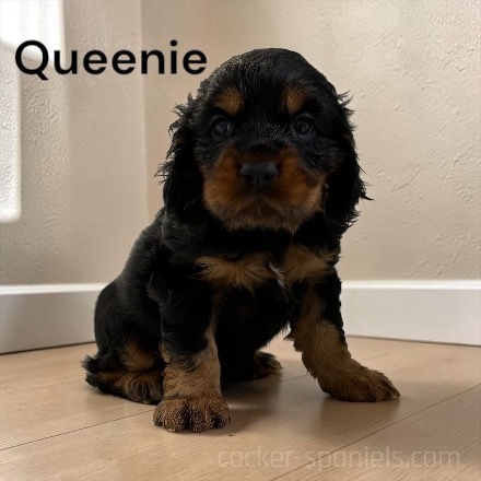 puppy, for, sale, Cocker Spaniel, Joe & Cherri  Overlease, dog, breeder, Miller, MO, dog-breeder, puppy-for-sale, forsale, nearby, find, puppyfind, locator, puppylocator, aca